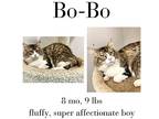 Bobo, Domestic Mediumhair For Adoption In Albany, Georgia