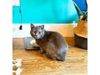 Silverado, Domestic Shorthair For Adoption In Brooklyn, New York