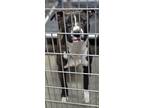 Arlo, American Pit Bull Terrier For Adoption In Clinton, North Carolina