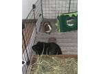 Travis And Jason, Guinea Pig For Adoption In Philadelphia, Pennsylvania