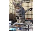 Jerry, American Shorthair For Adoption In Bronx, New York