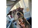 Phoenix, American Staffordshire Terrier For Adoption In Peoria, Illinois