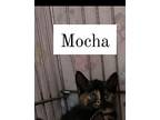 Mocha, Domestic Shorthair For Adoption In Bridgewater, New Jersey