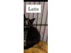 Latte, Domestic Shorthair For Adoption In Bridgewater, New Jersey