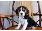 RTREET Beagle puppies available