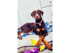 Stella 3225, Doberman Pinscher For Adoption In Oakland Park, Florida