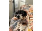 Astrid, Jack Russell Terrier For Adoption In Santa Rosa, California