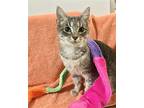 Skye, Domestic Shorthair For Adoption In Columbus, Ohio