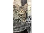 Rando, Domestic Shorthair For Adoption In Columbus, Ohio