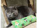 Gravy, Domestic Shorthair For Adoption In Columbus, Ohio