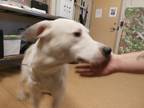 Schmidt, American Pit Bull Terrier For Adoption In Arlington, Texas