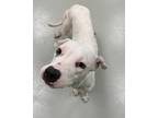 Kitty Pryde, American Pit Bull Terrier For Adoption In Irving, Texas