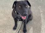 Emma, Labrador Retriever For Adoption In Phoenix, Arizona