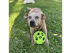 Sampson, American Staffordshire Terrier For Adoption In Whitestone, New York