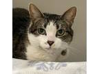 Kit Kat, Domestic Shorthair For Adoption In Swanzey, New Hampshire