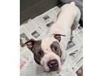 Tyson, American Pit Bull Terrier For Adoption In Phoenix, Arizona