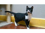 Niffty, Domestic Shorthair For Adoption In New Orleans, Louisiana