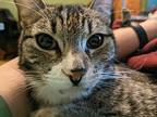 Walter, Domestic Shorthair For Adoption In Warwick, Rhode Island