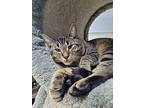 Wally, Domestic Shorthair For Adoption In Powell River, British Columbia