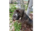 Amren, American Pit Bull Terrier For Adoption In New Orleans, Louisiana