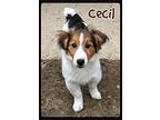 Cecil, Jack Russell Terrier For Adoption In Shippenville, Pennsylvania