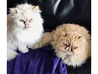 Moosh And Olli - *bonded Pair* Of Fluffy Gremlins, Himalayan For Adoption In