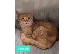 Connelly, Domestic Shorthair For Adoption In Richmond, Indiana