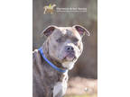 71780a Ziploc, American Staffordshire Terrier For Adoption In North Charleston