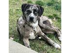 Astro Catahoula Leopard Dog Young Male