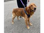 Conner, Golden Retriever For Adoption In Memphis, Tennessee