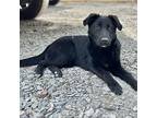 Ivy, Flat-coated Retriever For Adoption In Sanford, North Carolina