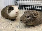 Toast, Guinea Pig For Adoption In Reisterstown, Maryland