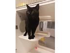 Jim, Domestic Shorthair For Adoption In Topeka, Kansas