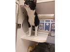 Finnegin, Domestic Shorthair For Adoption In Topeka, Kansas