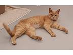 Cinnamon, Domestic Shorthair For Adoption In Topeka, Kansas