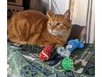 Ginja, Domestic Shorthair For Adoption In Vancouver, British Columbia