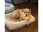 Cleo, Jack Russell Terrier For Adoption In Richardson, Texas