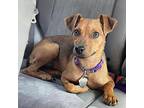 Betty Lou, Dachshund For Adoption In West Richland, Washington