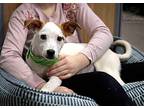 Sarama, Jack Russell Terrier For Adoption In West Richland, Washington