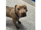 Faye, American Pit Bull Terrier For Adoption In Golden, Colorado