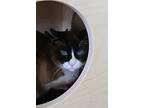 Libby, Snowshoe For Adoption In Albuquerque, New Mexico