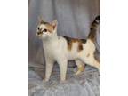 Queen Blueberry Pancake, Domestic Shorthair For Adoption In Moncton