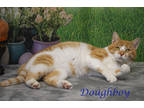 Doughboy (c24-068), Domestic Shorthair For Adoption In Lebanon, Tennessee