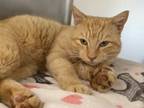 Marmalade, Domestic Shorthair For Adoption In Georgetown, Texas