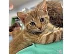 Lil Bo Tato, Domestic Shorthair For Adoption In Washington, District Of Columbia