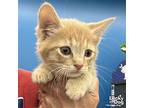 Lil Bo Berry Biscuit, Domestic Shorthair For Adoption In Washington
