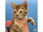 Lil Pinto, Domestic Shorthair For Adoption In Washington, District Of Columbia