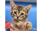 Lil Sweet Tea, Domestic Shorthair For Adoption In Washington