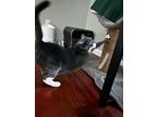 Cici, Domestic Shorthair For Adoption In Burlington, Vermont