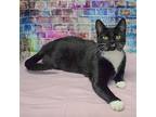 Kylie, Domestic Shorthair For Adoption In Huntley, Illinois